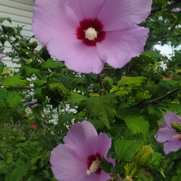 Rose of Sharon - Picture 4 of 5